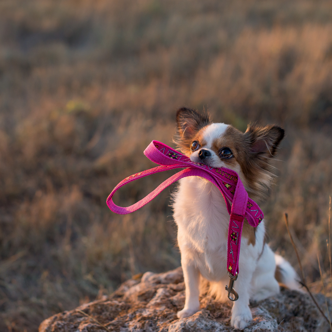 How To Choose The Right Leash For Your Dog?