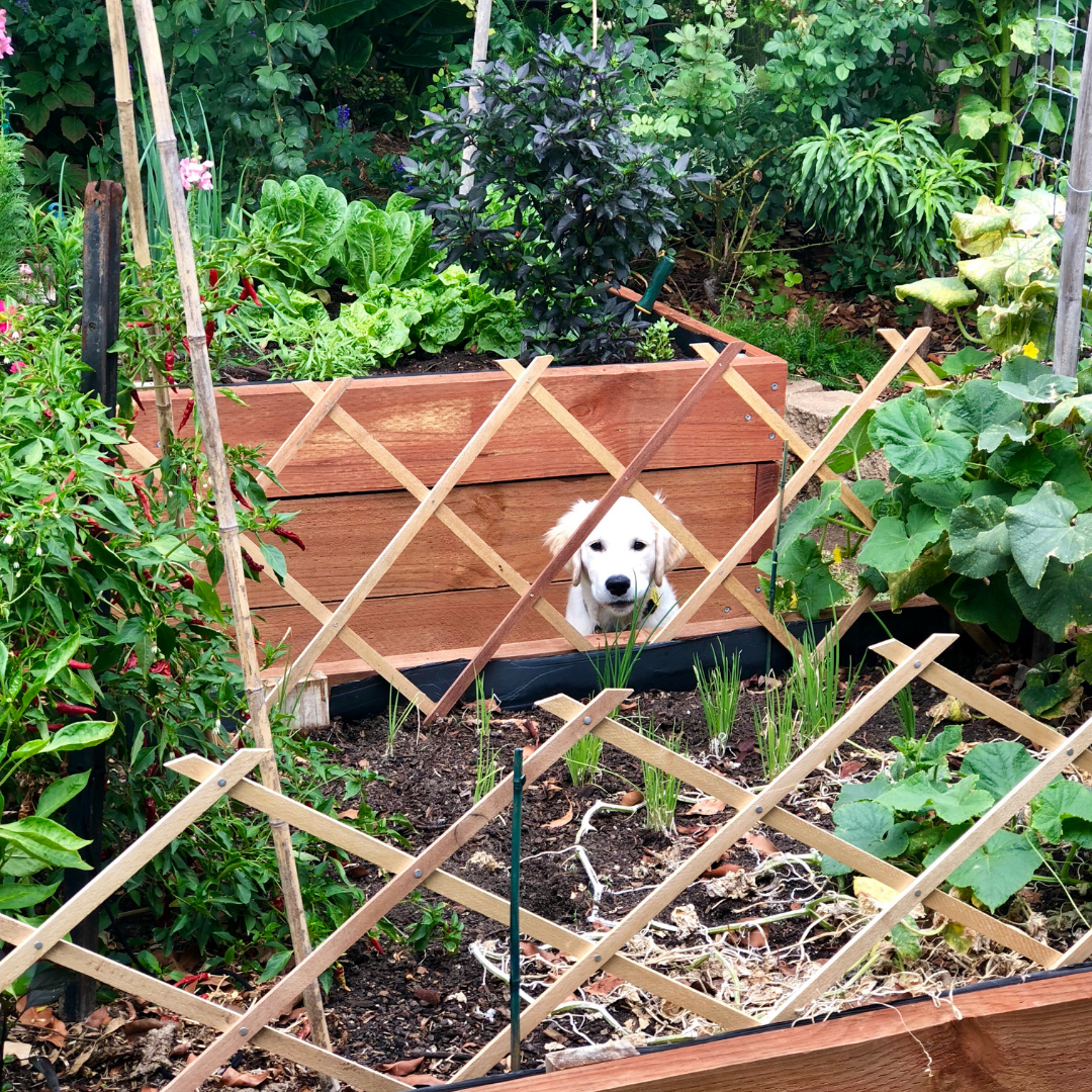 How to Dog-Proof your House and Garden