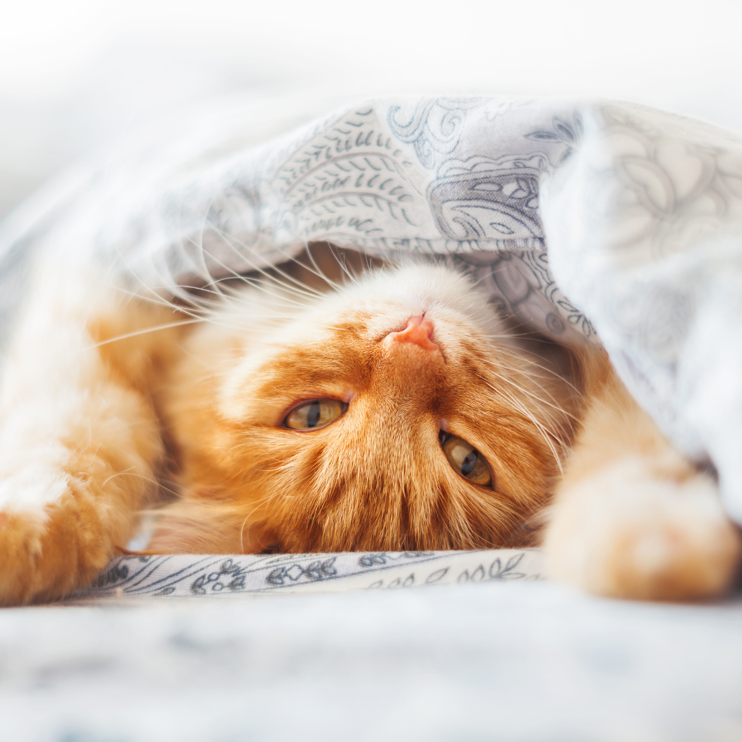 Six Subtle Signs Your Cat Loves You