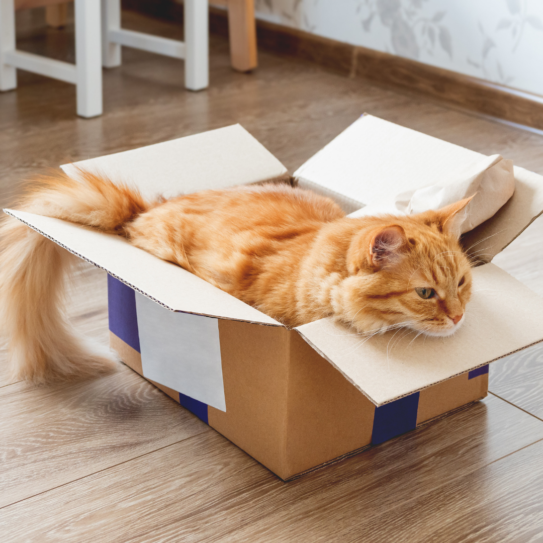 Why Do Cats Love Boxes So Much?