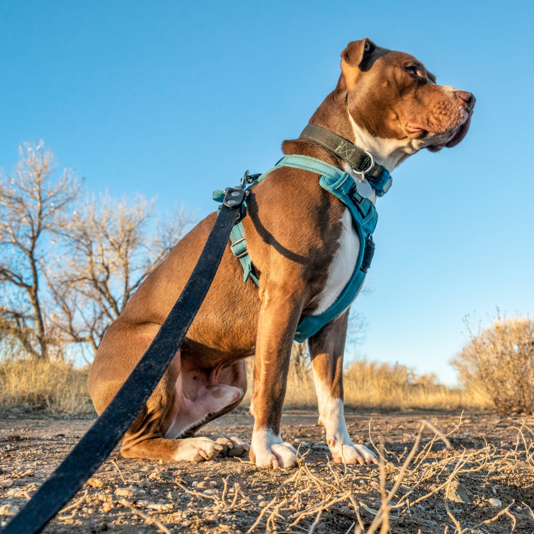 Best Harnesses For Dogs