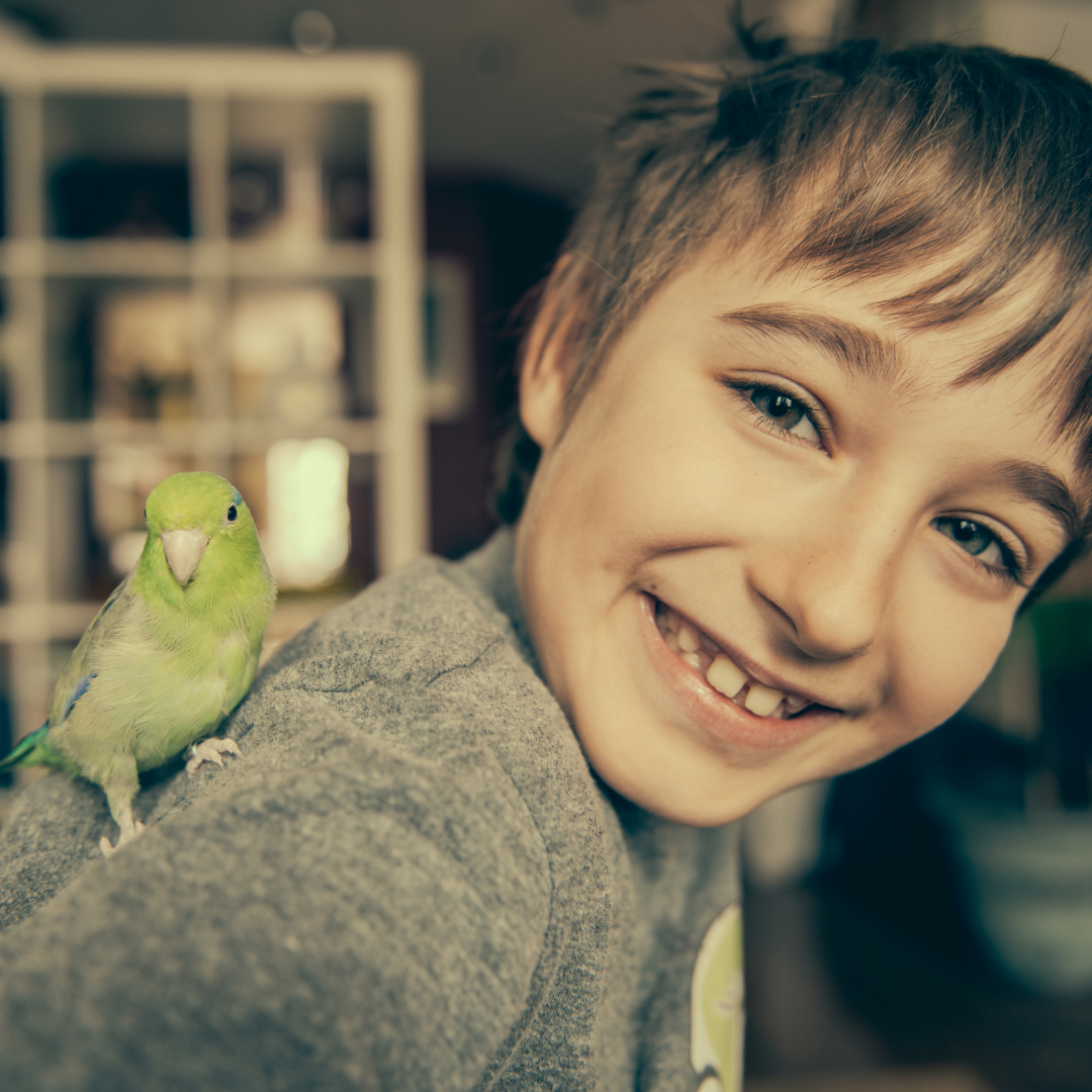 Why Letting A Bird Into Your Home Could Be A Great Option