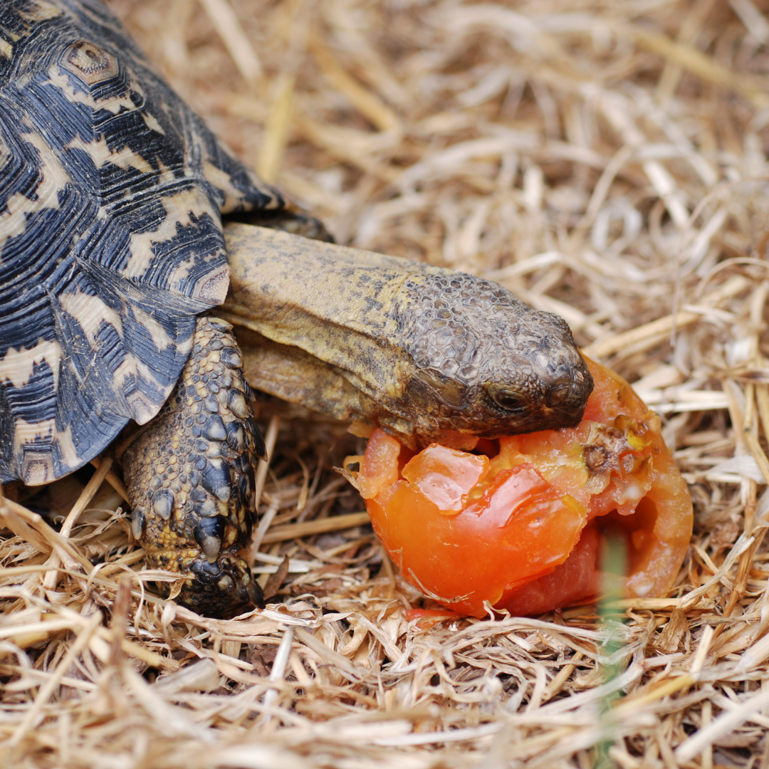 tortoise eating tomato