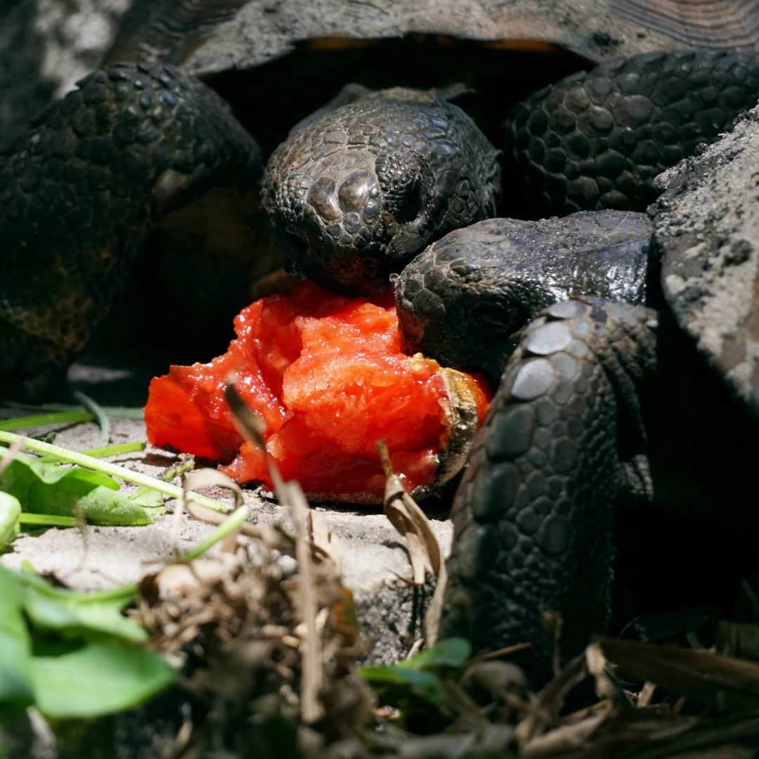 two tortoises eating a tomato