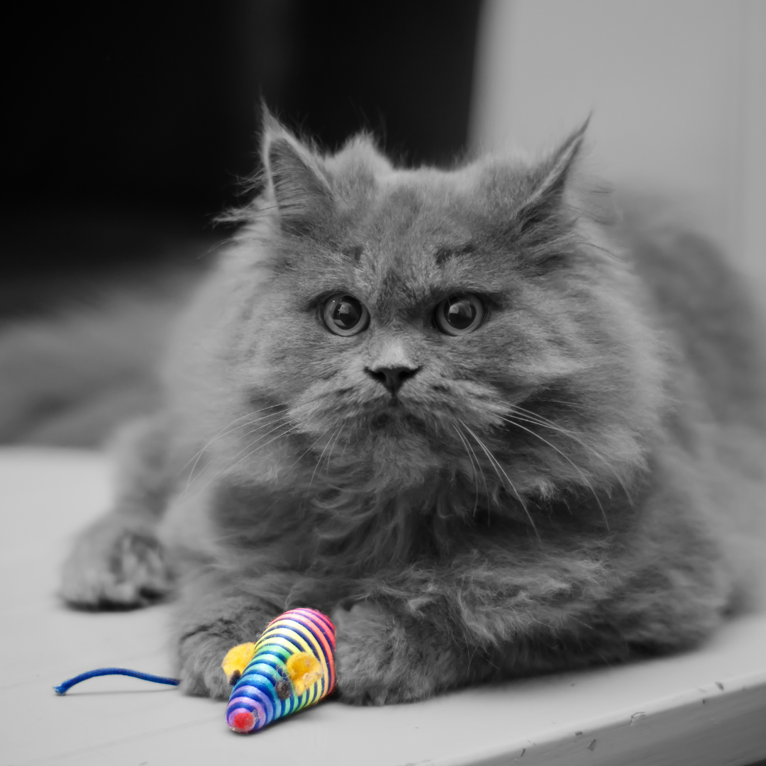 The Best Toys for Cats