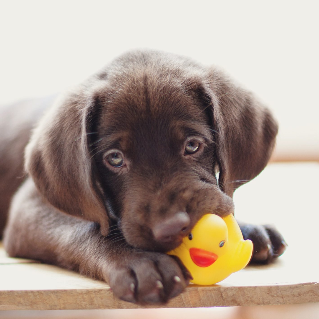 Why Do Dogs Like Squeaky Toys So Much?