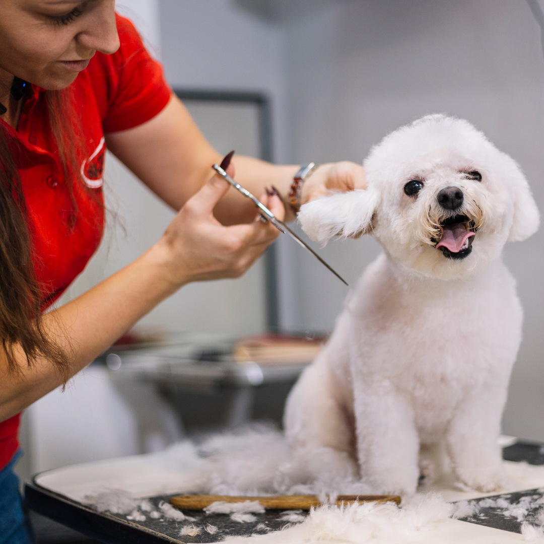Why You Should Get Your Dog Groomed Regularly