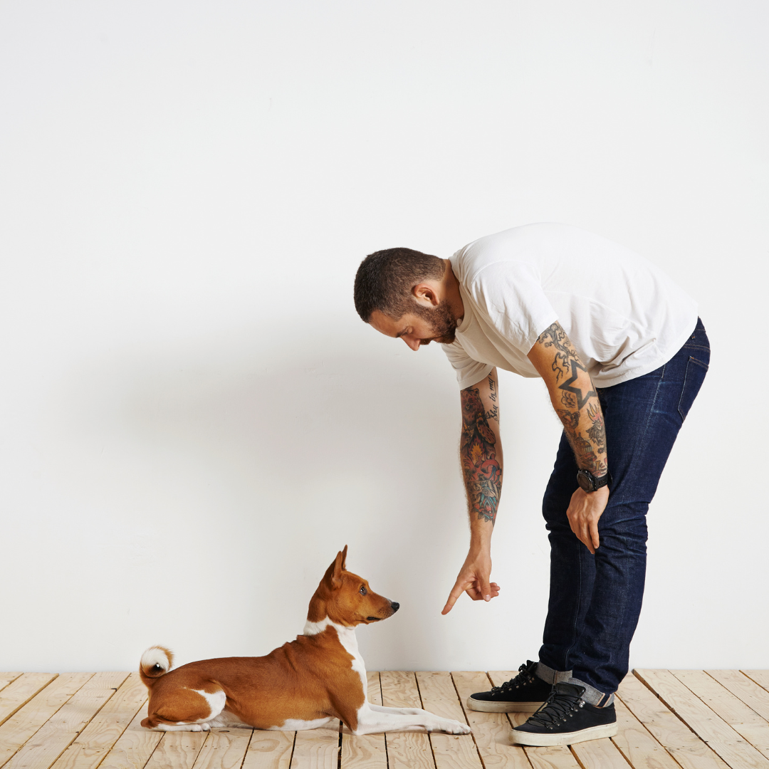 Dog Training: What We Need To Know