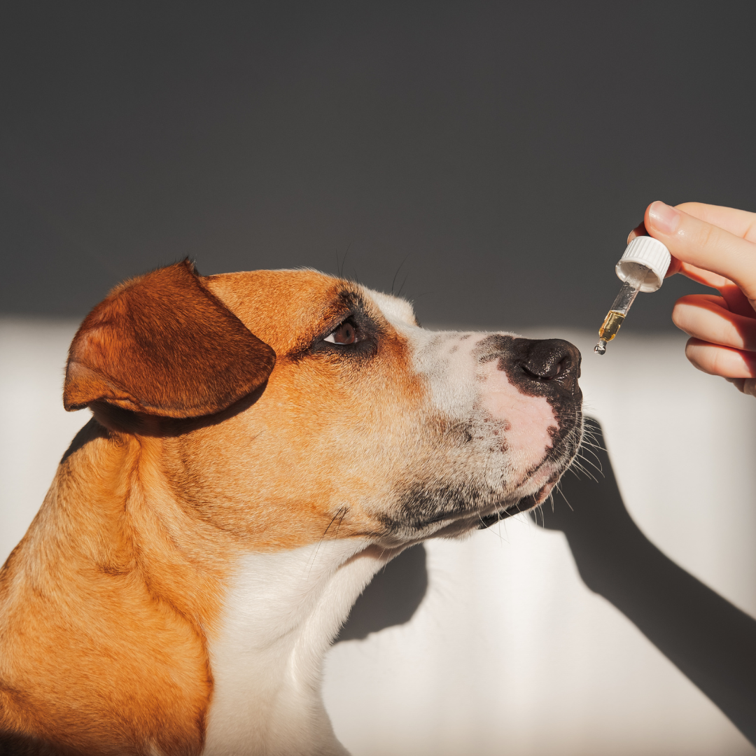 CBD for Cats versus for Dogs