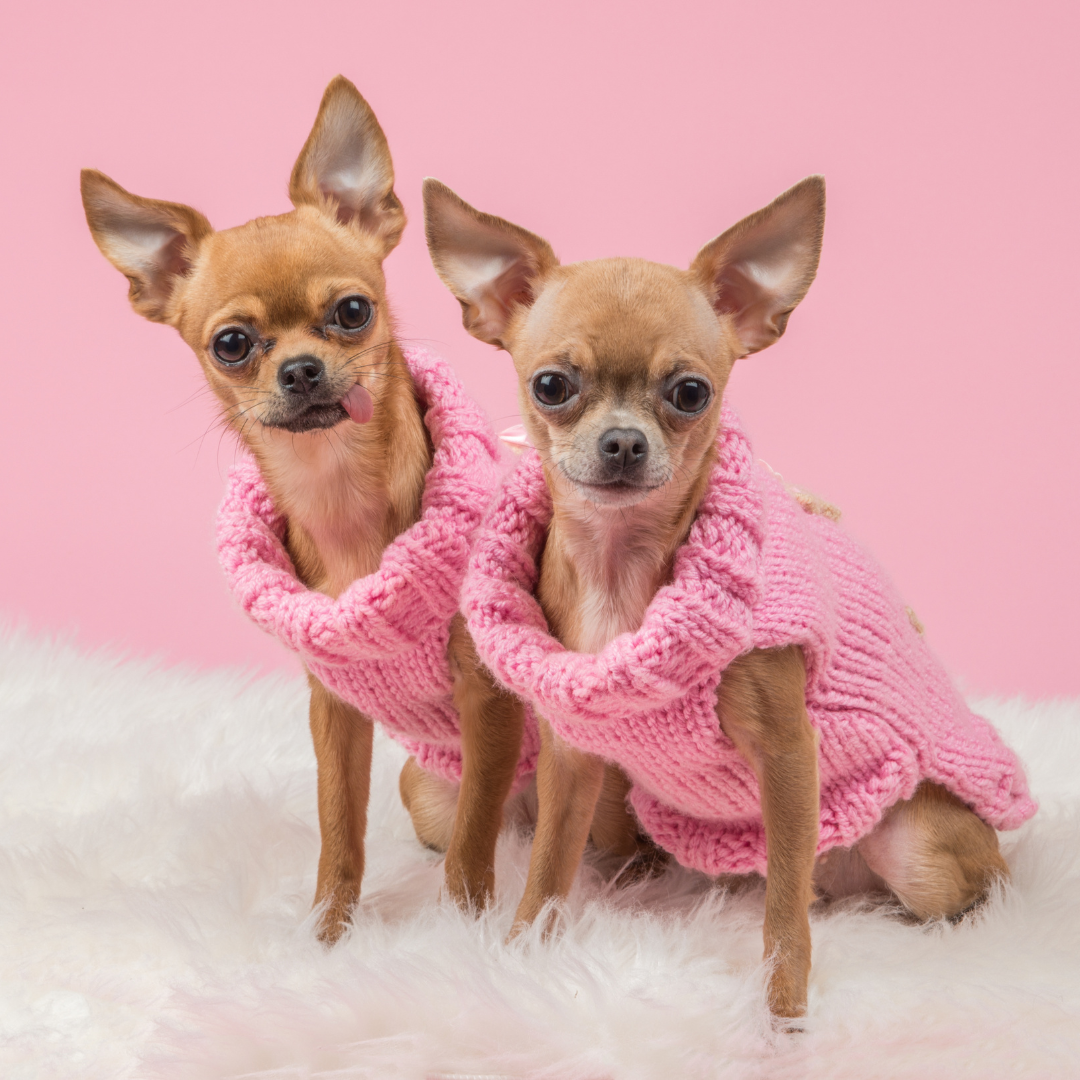 Shopping For The Perfect Dog Coat: Essential Tips To Keep In Mind