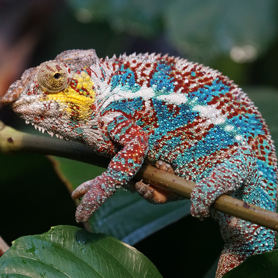 Are Reptiles The Perfect Pets? Here’s What You Should Know