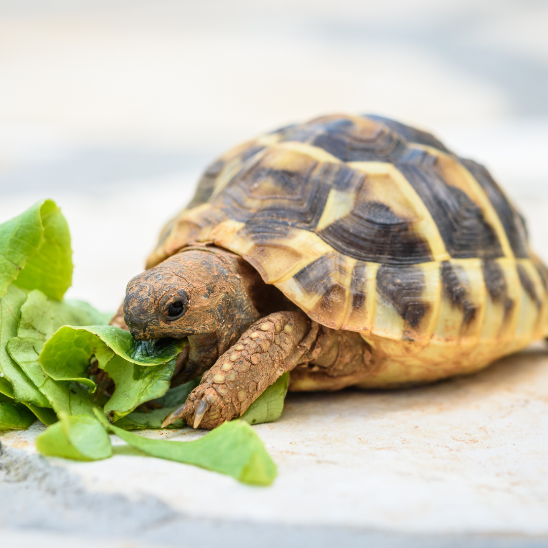 What You Should Know About Getting A Tortoise As A Pet