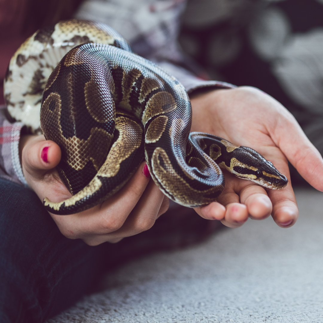 Reasons Why Snakes Make Great Pets for First-Time Owners
