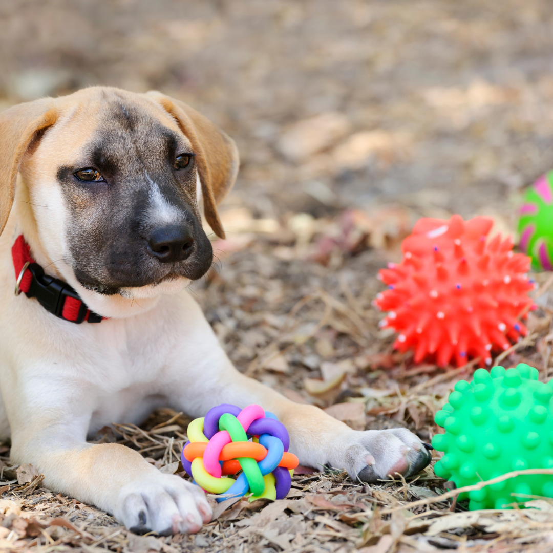 Choosing The Right Toys For Your Dog: Guidelines & Tips